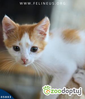 Do adopcji Rzeszów