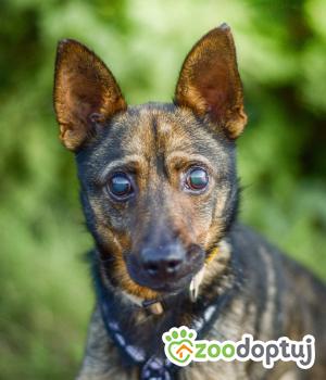 Do adopcji Radom