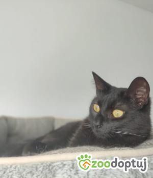 Do adopcji Poznań