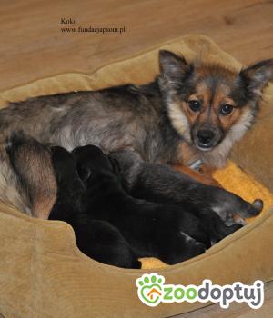 Do adopcji Nowy Dwór Mazowiecki