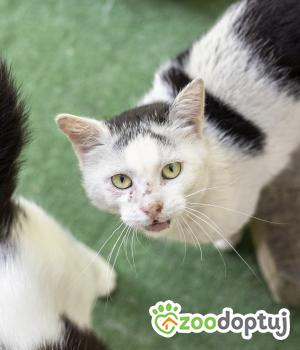 Do adopcji Cieszyn