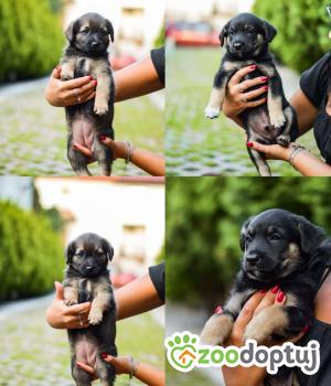 Do adopcji Radom
