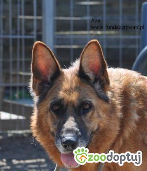 Do adopcji Nowy Dwór Mazowiecki