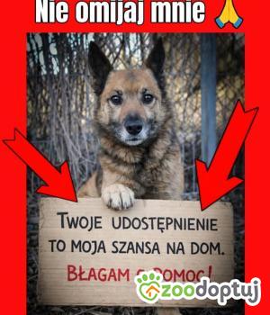 Do adopcji Września