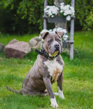 Do adopcji Olsztyn
