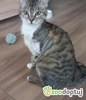 Do adopcji Łódź
