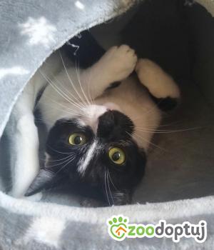 Do adopcji Poznań