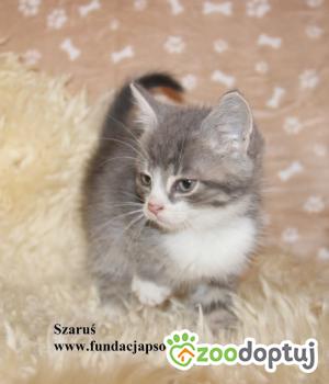 Do adopcji Nowy Dwór Mazowiecki