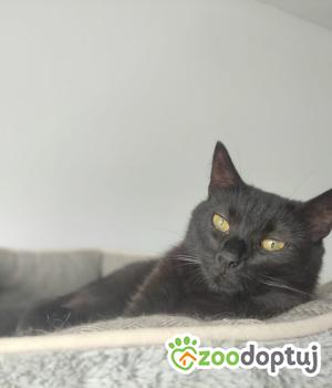 Do adopcji Poznań