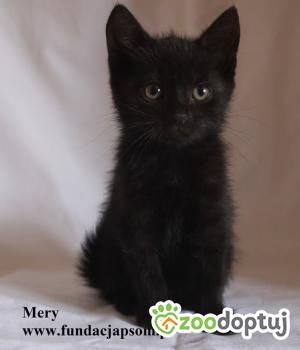 Do adopcji Nowy Dwór Mazowiecki