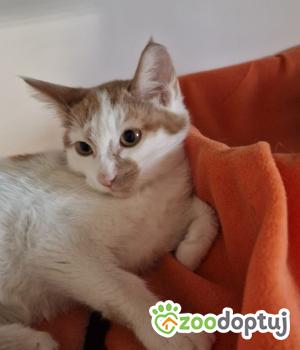 Do adopcji Cieszyn