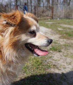 Do adopcji Mielec