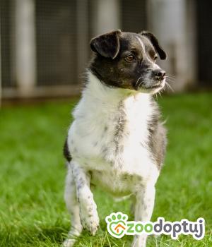 Do adopcji Białobrzegi