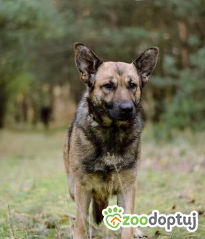 Do adopcji Białobrzegi