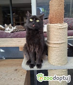 Do adopcji Cieszyn