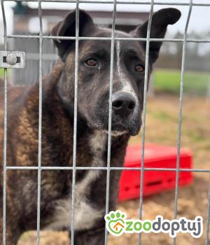 Do adopcji Radom