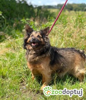 Do adopcji Warszawa