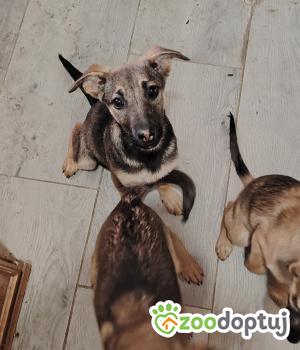 Do adopcji Warszawa