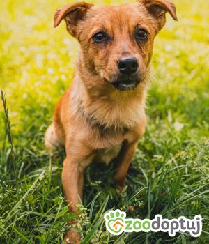Do adopcji Zgierz