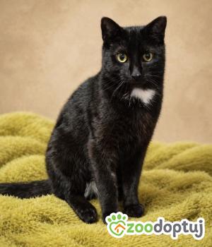 Do adopcji Wrocław
