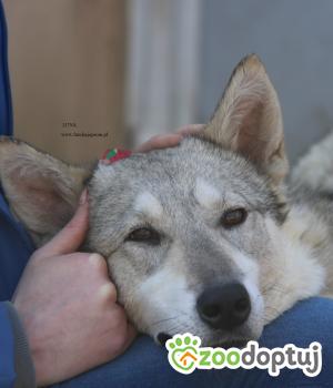 Do adopcji Nowy Dwór Mazowiecki