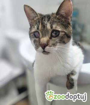 Do adopcji Poznań