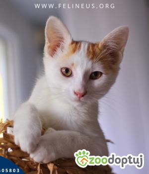 Do adopcji Rzeszów