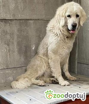 Do adopcji Zgierz