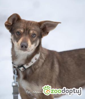 Do adopcji Myślenice