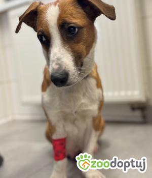 Do adopcji Warszawa