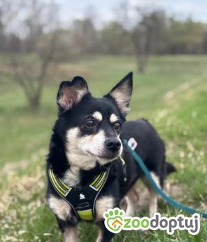 Do adopcji Stalowa Wola