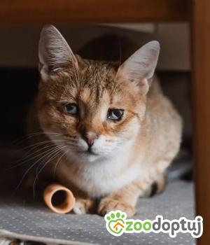 Do adopcji Wrocław