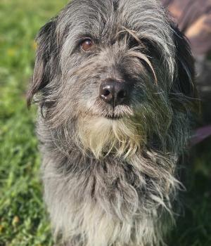 Do adopcji Zgierz