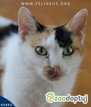 Do adopcji Rzeszów
