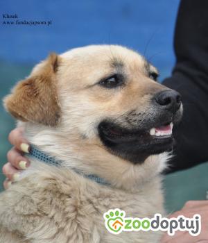 Do adopcji Nowy Dwór Mazowiecki