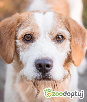 Do adopcji Warszawa