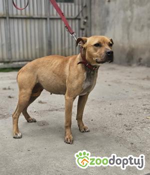 Do adopcji Zgierz