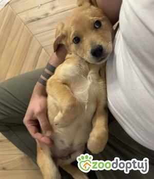 Do adopcji Białobrzegi