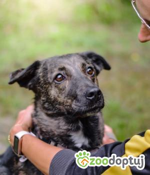 Do adopcji Radom