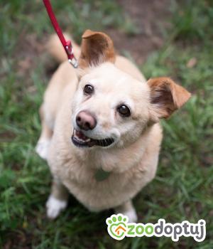 Do adopcji Warszawa