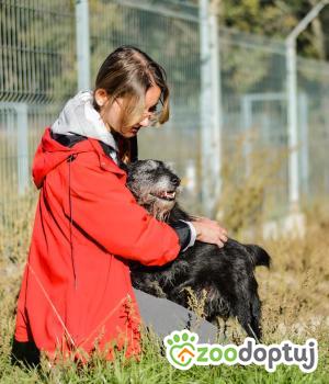 Do adopcji Radom
