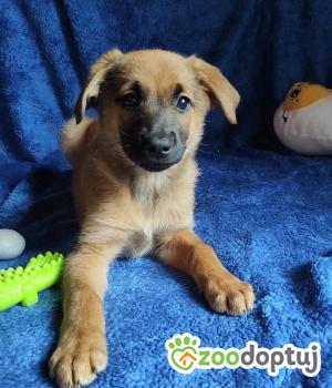 Do adopcji Olsztyn