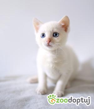 Do adopcji Cieszyn
