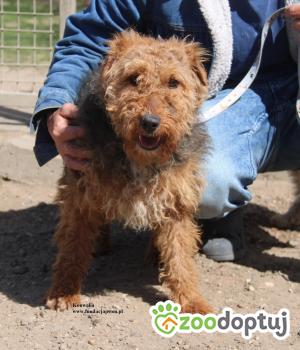 Do adopcji Nowy Dwór Mazowiecki