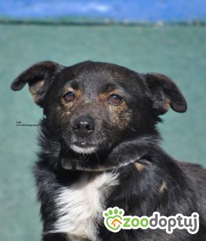 Do adopcji Nowy Dwór Mazowiecki