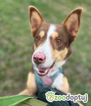 Do adopcji Stalowa Wola