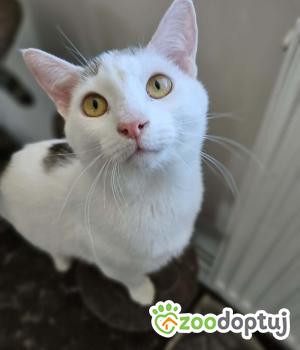 Do adopcji Głogów