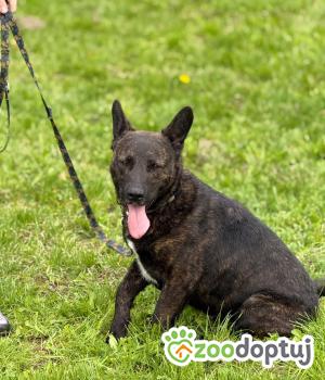 Do adopcji Zgierz