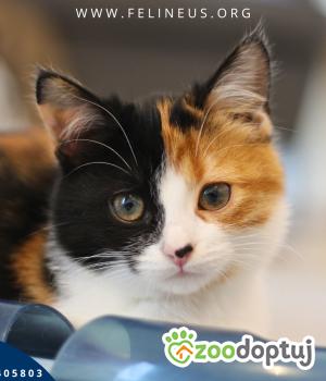 Do adopcji Rzeszów