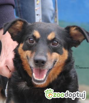 Do adopcji Nowy Dwór Mazowiecki